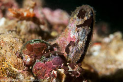 Sea squirts