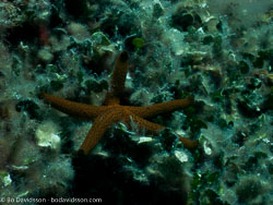 Sea stars