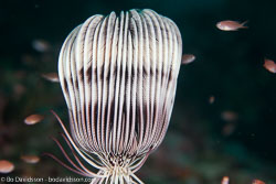 Sea lilies