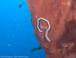 Bristle worms