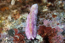 Marine life - bodavidsson.com