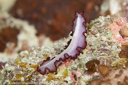 Flatworms